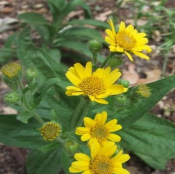 Planta herbacea.
Luxaciones , Contusiones, hematomas, equimosis, eczemas, seborrea , prurito, pitiriasis, Alopecia, reumas, dolores reumáticos, Mialgias . Edemas asociados a fracturas, flebitis y tromboflebitis.