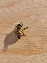 abeille buckfast