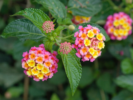 ❀NC Summer Flowers Fun Facts❀
