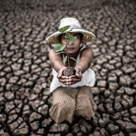 İklim Değişikliği Kahve Üretimini Tehdit Ediyor: Sıcak Günler Çoğalıyor