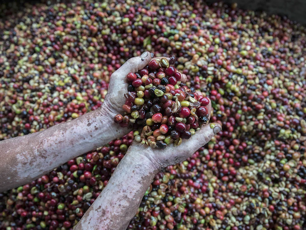 co-fermente coffee beans