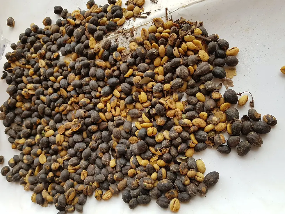 Coffea stenophylla
