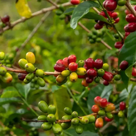 13 Haziran 2025 – Kahve Endüstrisindeki Öne Çıkan Gelişmeler