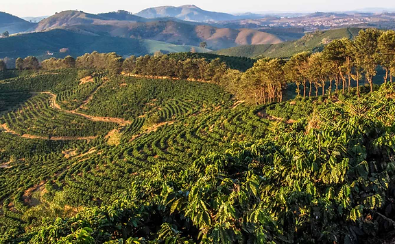 brazil coffee plant