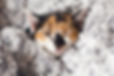 Adoption - Comportementaliste chat et éducateur chat à Orgeval (78) Yvelines