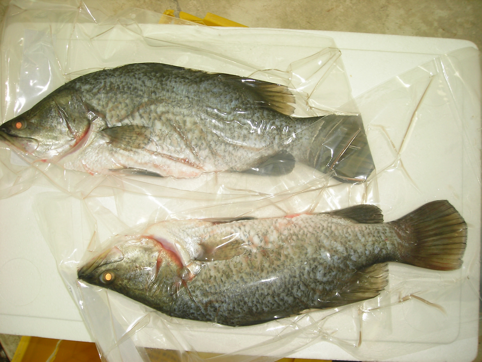 Asian Sea bass/Barramundi Aqua 'N Green