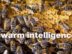 Clients want to tap into swarm intelligence
