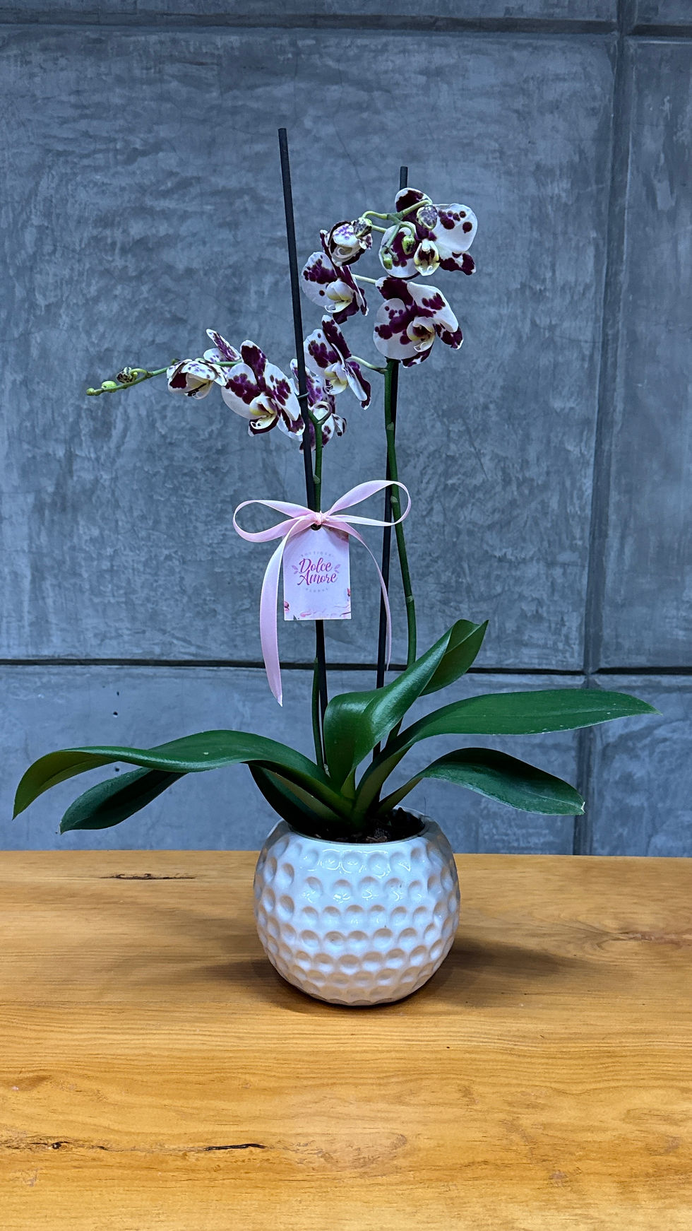 Orquídea bicolor natural con dos varas en base de cerámica, creada por Dolce Amore Boutique Floral en Puebla.