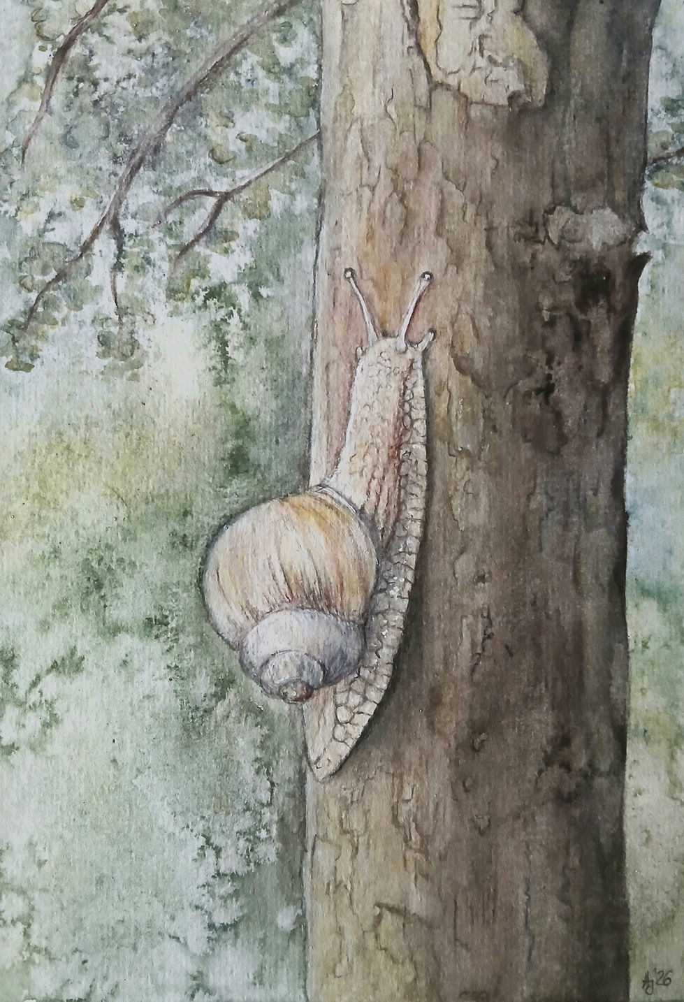 Aquarellstudie einer Schnecke am Baumstamm