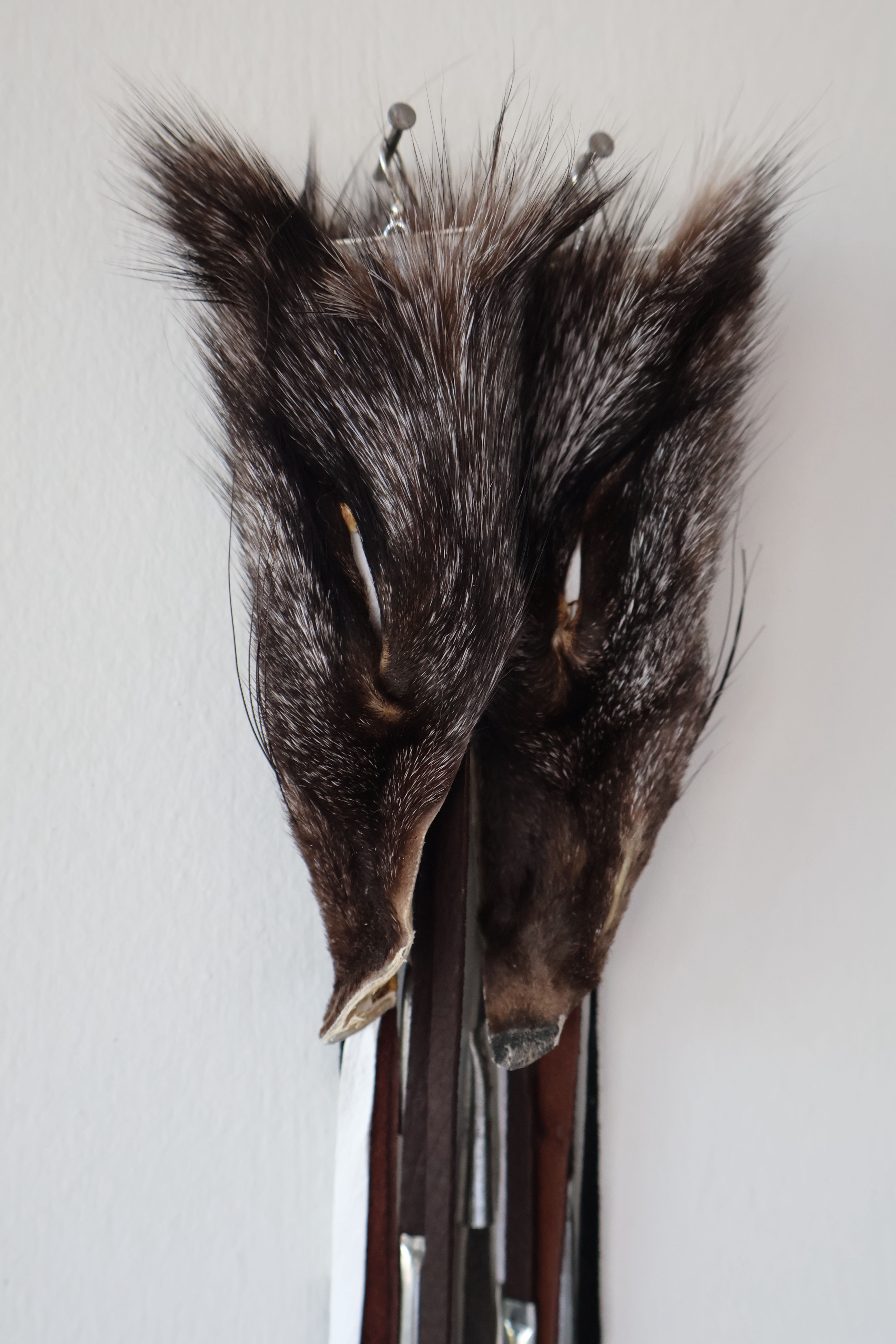 Silver fox