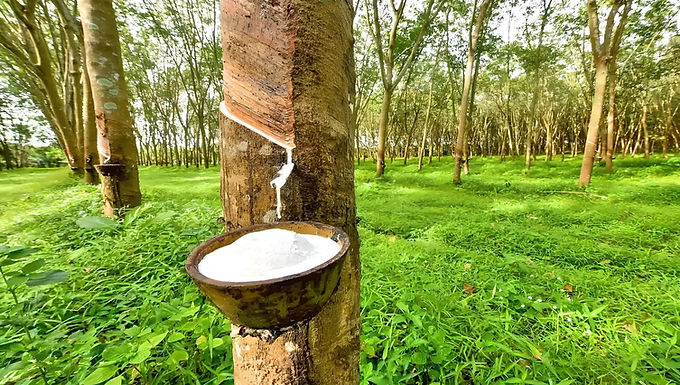 Sunsirs: Global Natural Rubber Market Continues to Strengthen