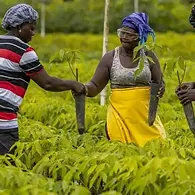 According to Bridgestone, its Liberia facility earned the ISCC Plus certification for its efforts in reducing environmental impacts.