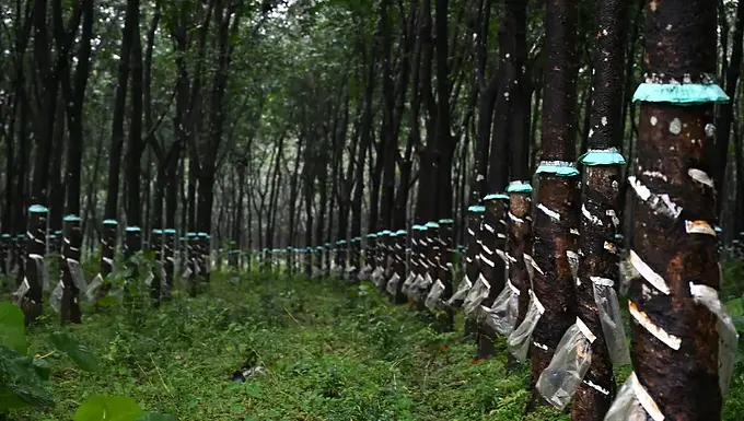 China’s WTO entry disrupts India’s rubber trade balance: RRII Study