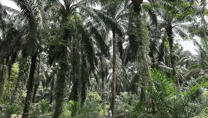 Malaysia has contingency plans for exports under EU rules