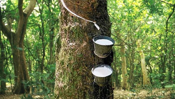 Japanese rubber futures close at 7-year high on weather woes