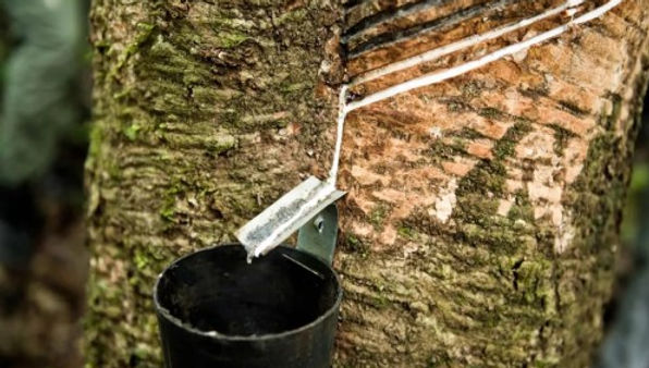 SunSirs: Vietnam's Rubber Exports Have Dropped Significantly by 20% Year-on-year