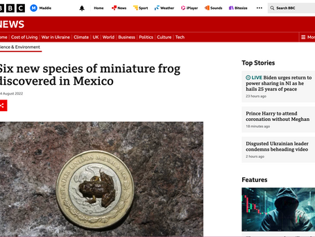 BBC News: Six new species of miniature frog discovered in Mexico