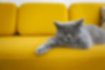 Cat sleeping on a mustard yellow sofa..jpg