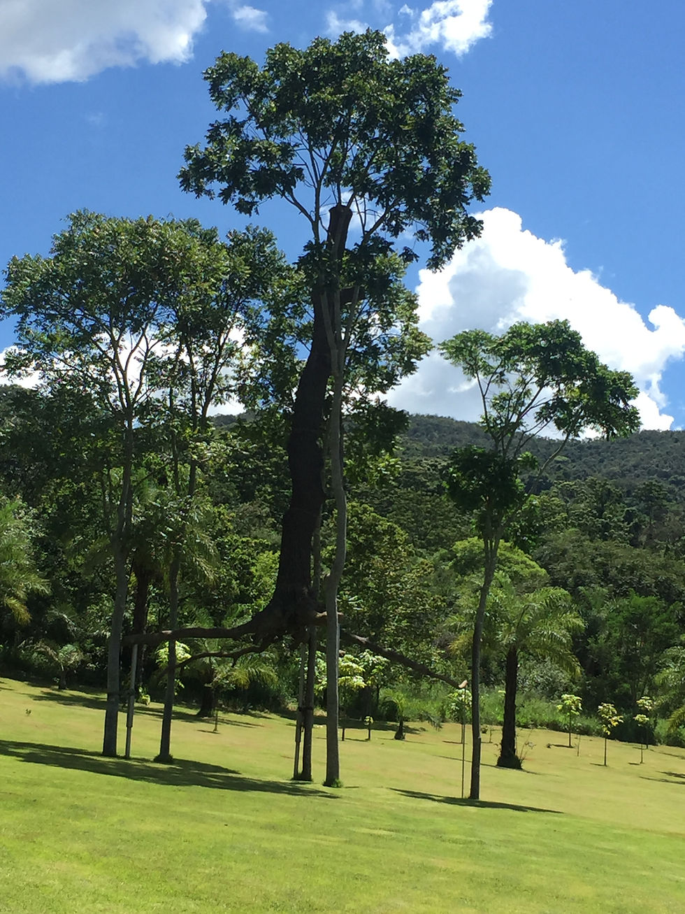 Elevazione (Elevation), from Giuseppe Penone (Italy)