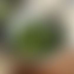 Roman-Style Broccoli