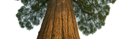 sequoia_no_sky.png