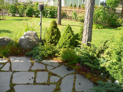 Liuskekiveys ja havuryhmä