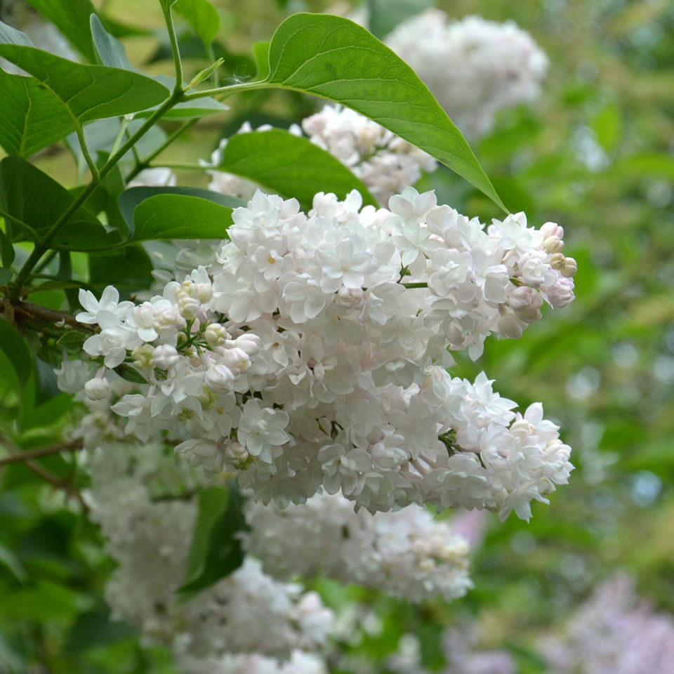 Syreeni Moskovan kaunotar
