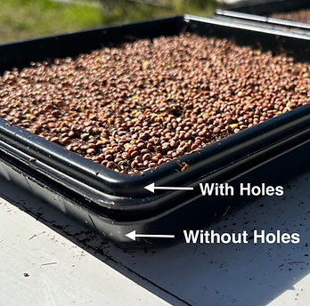 How to set up microgreen trays