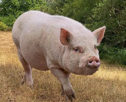 pig-Wilbur.jpeg