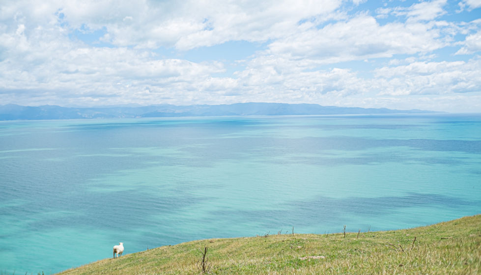NZ-3633.jpg