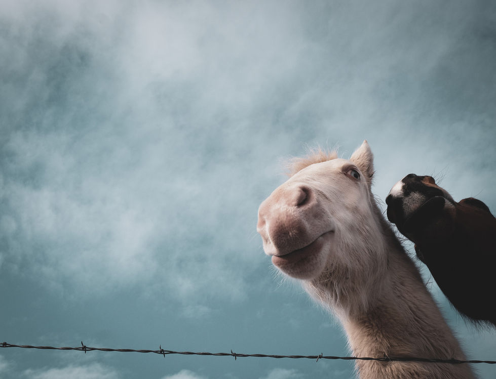MT horses-edited-9699