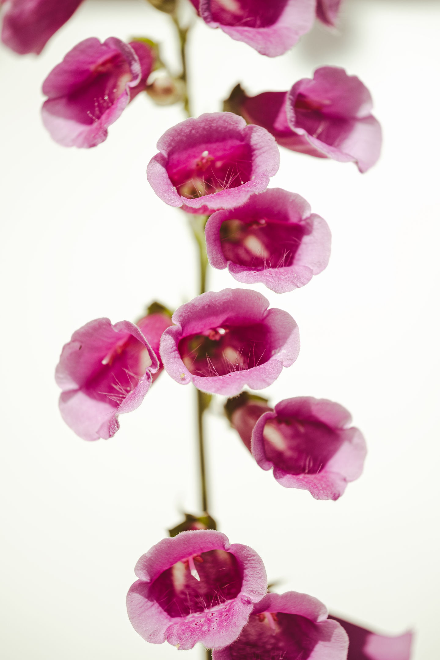 my garden plant portraits-8404