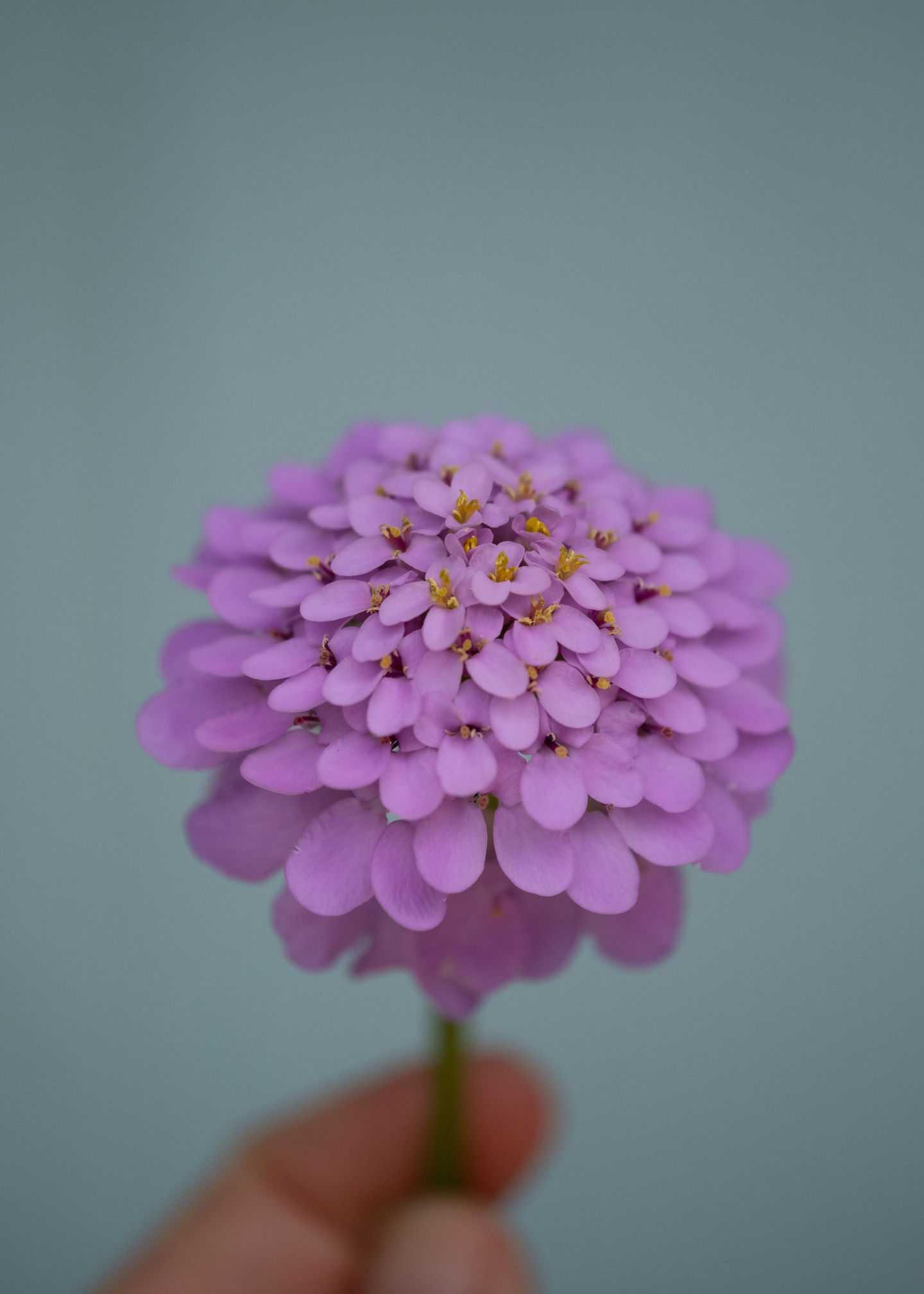 my garden plant portraits-8669.jpg