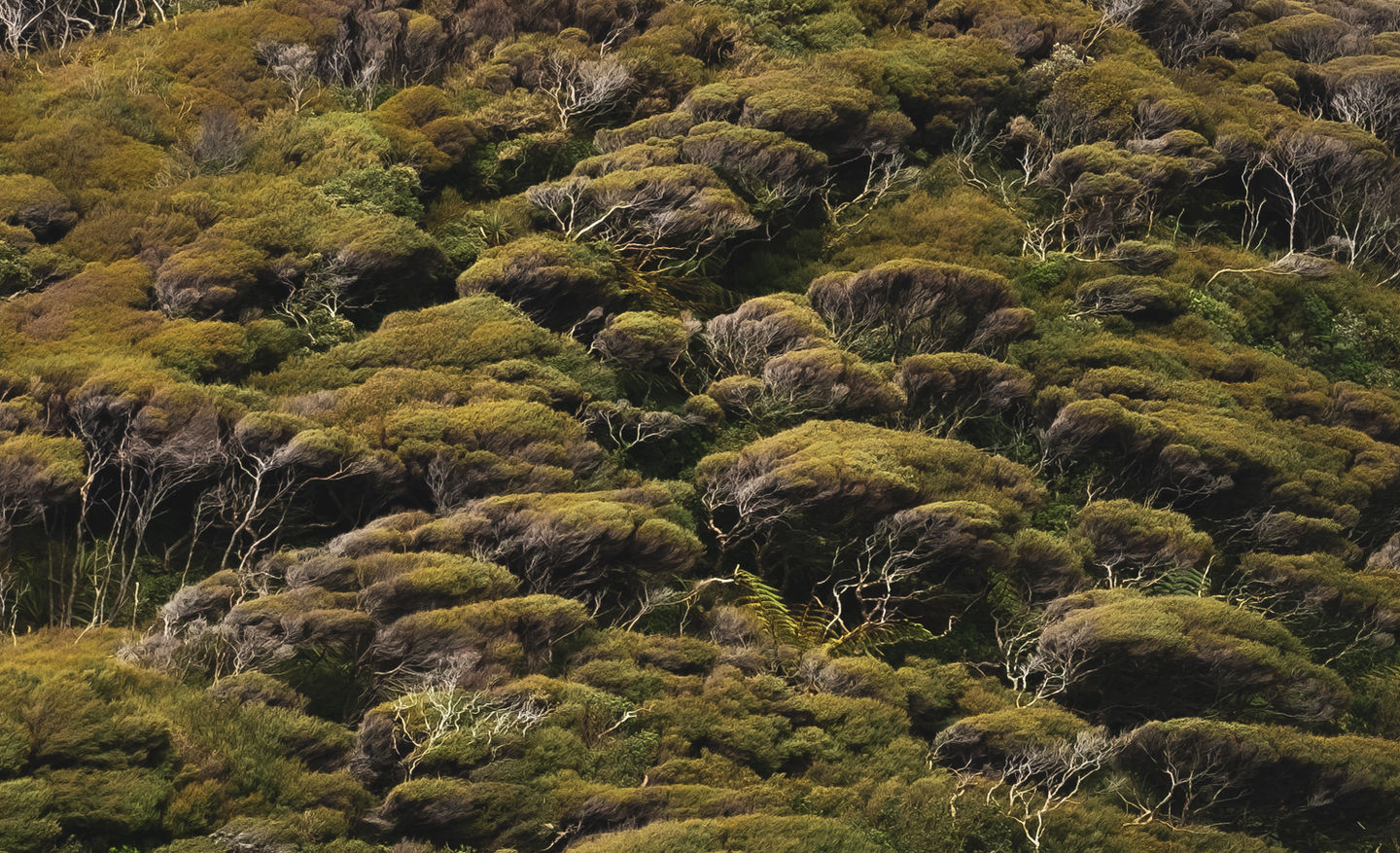 NZ bush-4407-3