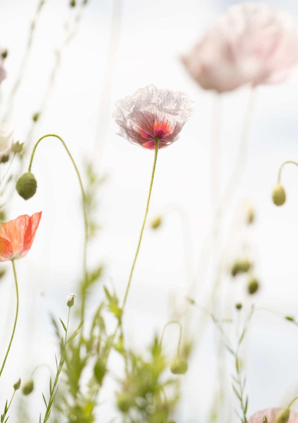 poppy-5172.jpg