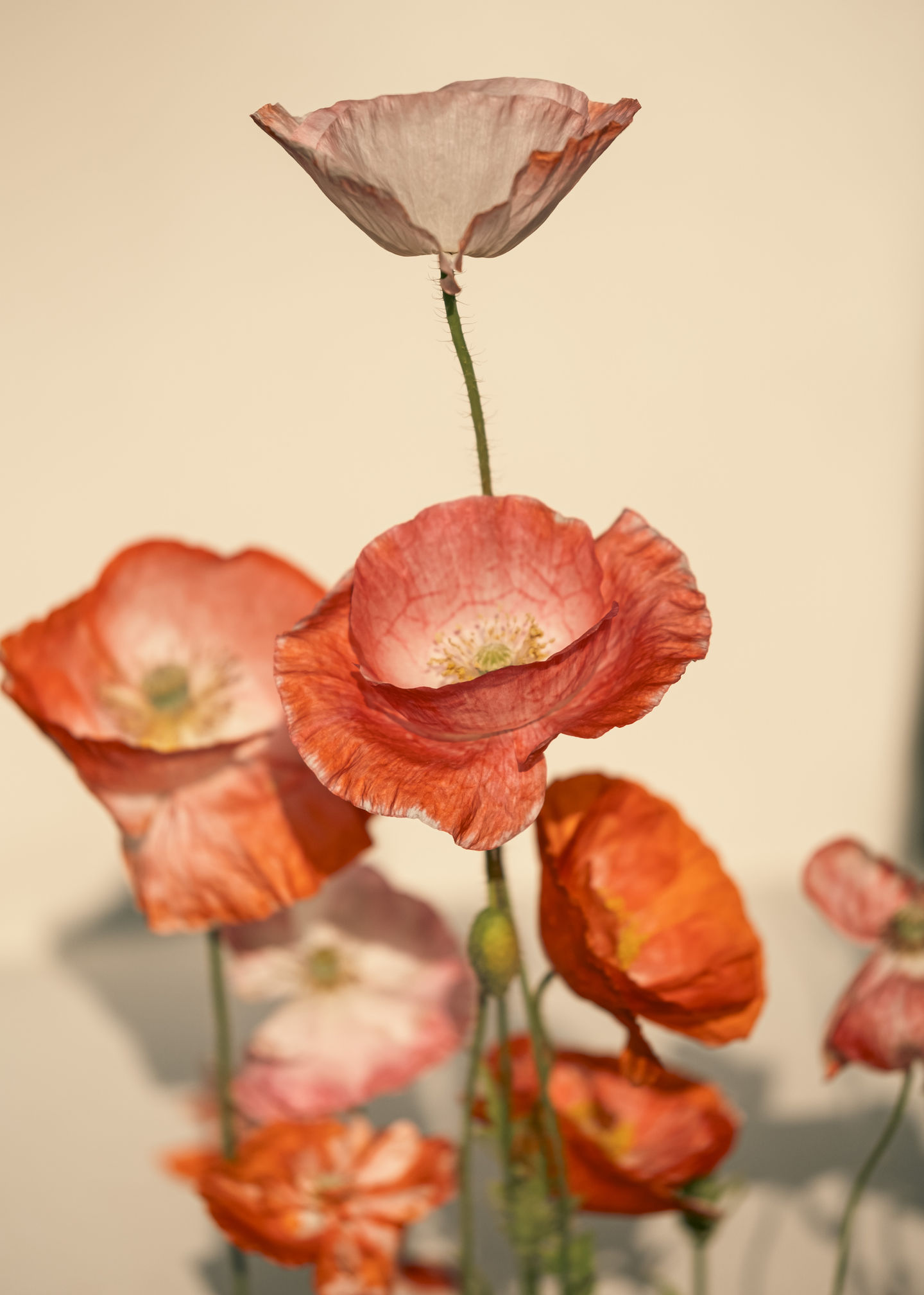 poppies-9250.jpg