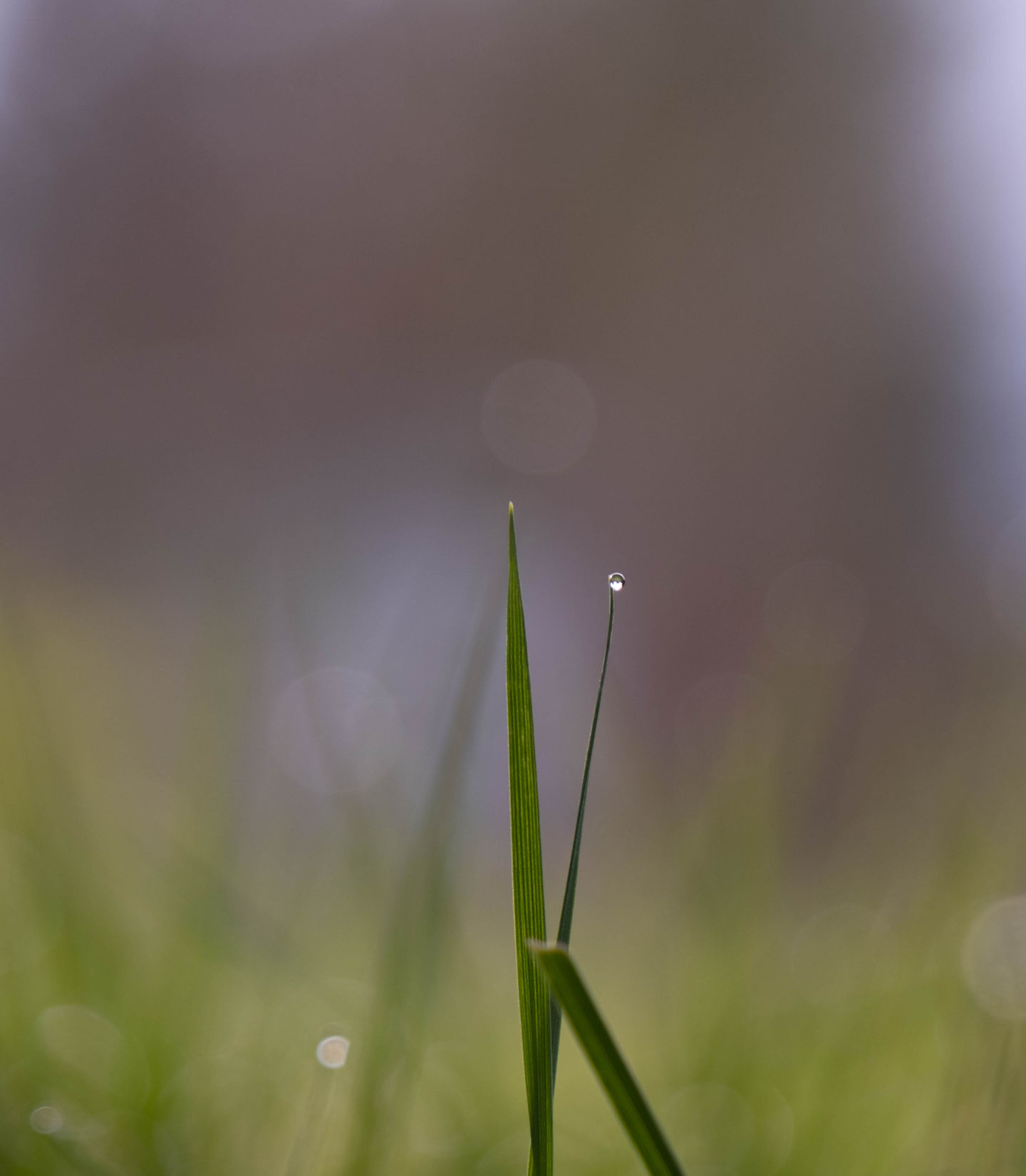 leaves of grass