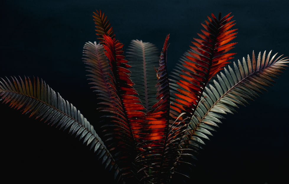 AZ Fern-3875.jpg