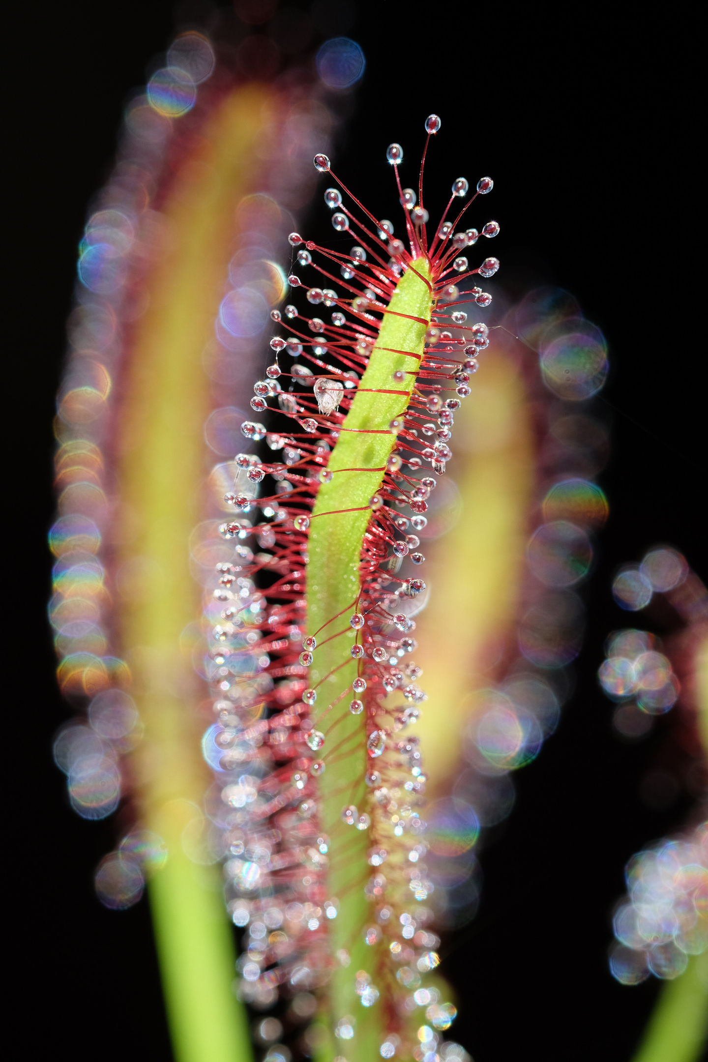 sundew-4536.jpeg