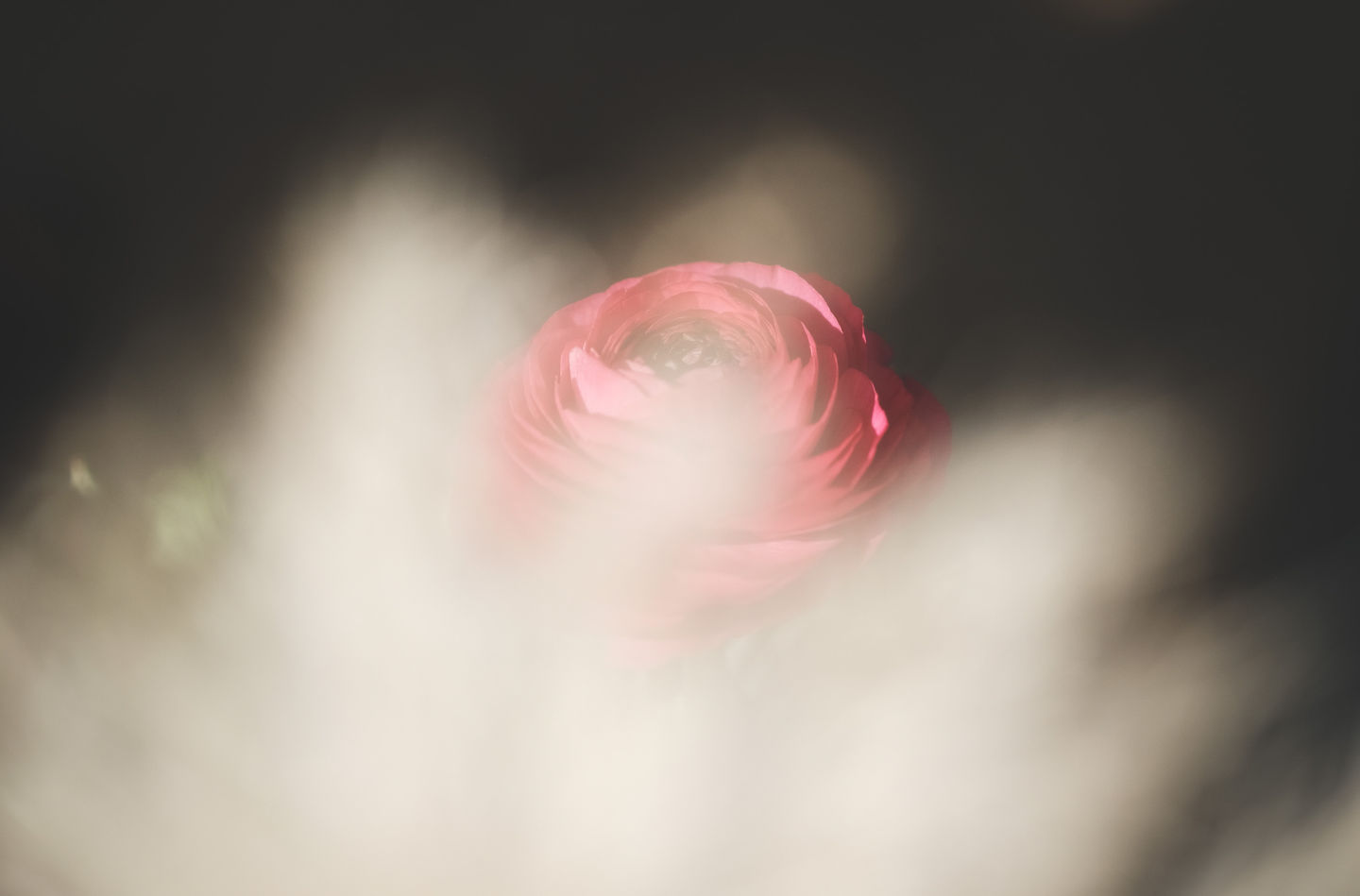 flower-2