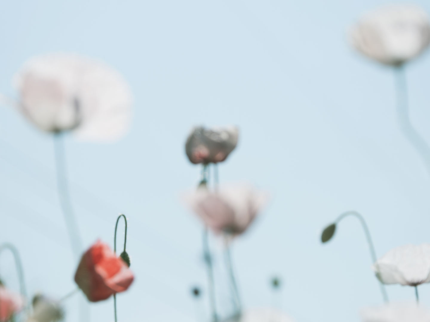 elegant poppy-5233.jpg