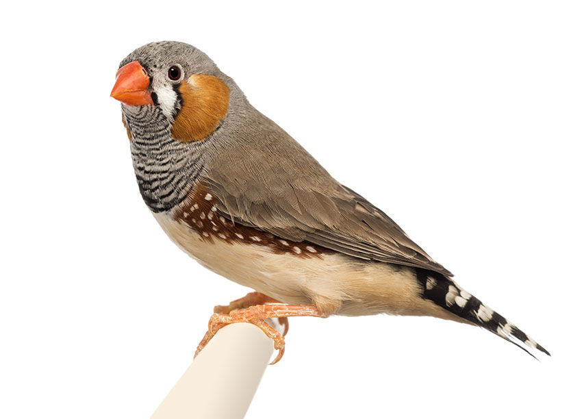 ree