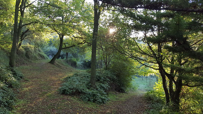 Upper Terrace Forest Trail.jpg