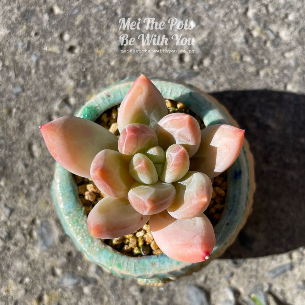 SA78 | Pachyphytum 'Ulla'/ 'Wula'