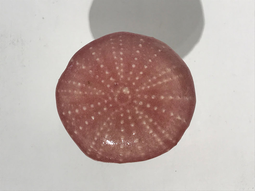 Thumbnail: Kina Mushroom, Single, Watermelon by Alexandra Jamieson