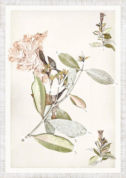 Ruche Flora XVI