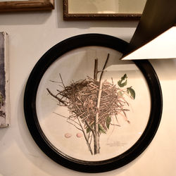 Round Framed Bird Nests