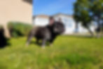 Thumbnail: blue tri french bulldog