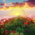 FLOWER ZOOM