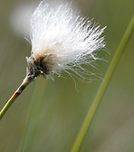 contton grass leaning.JPG